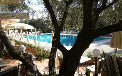 Ti presento l’Ulivo (Olea europaea)