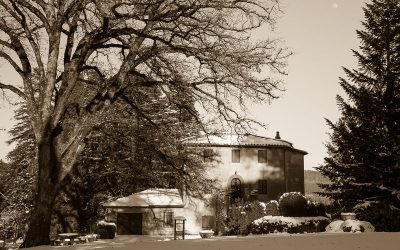 Gli alberi, il cinema e La Trinità