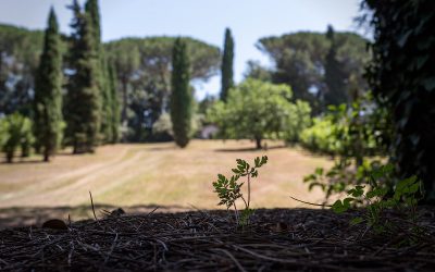 La Trinità: un grande giardino di campagna