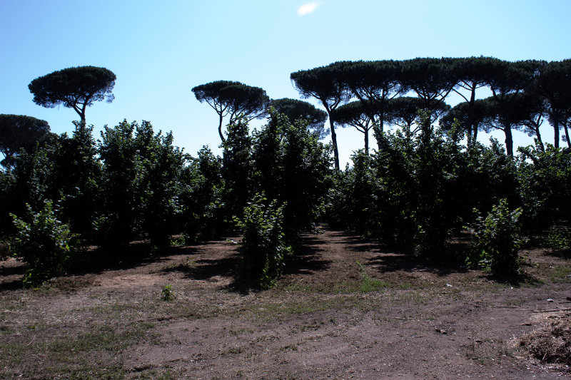 15-la-trinità-pini-noccioleto-luglio-19-ar
