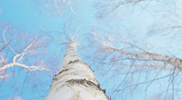 lvn-birch-betulla-verrucosa-bianca-hyemin76-free