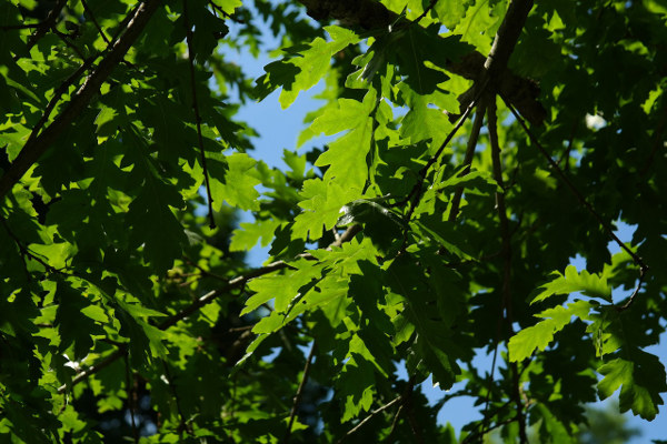 lvn-leaf-cerro-foglie-Hans-free