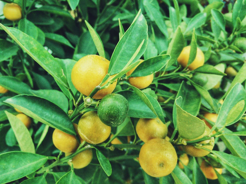 lvn-lemons-limoni-Free-Photos-free