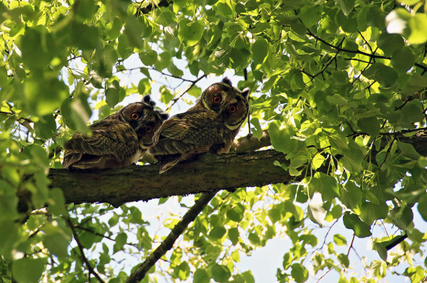 lvn-long-eared-owl-tiglio-FrauW-Werkstatt-free