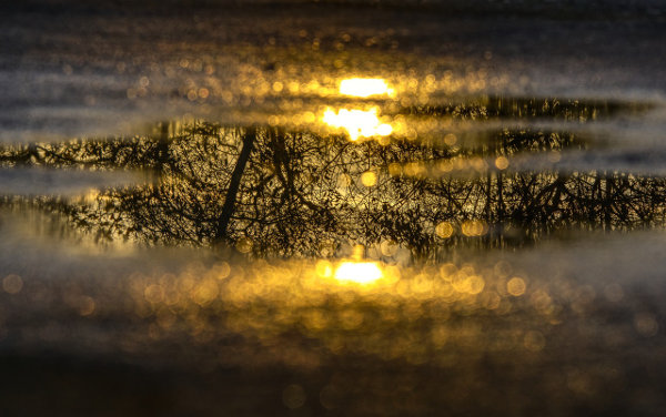 lvn-water-puddle-distelAPPArath-free