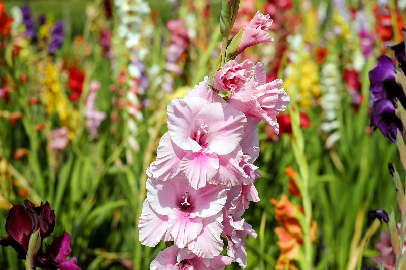 lvn-gladiolus-Couleur-free