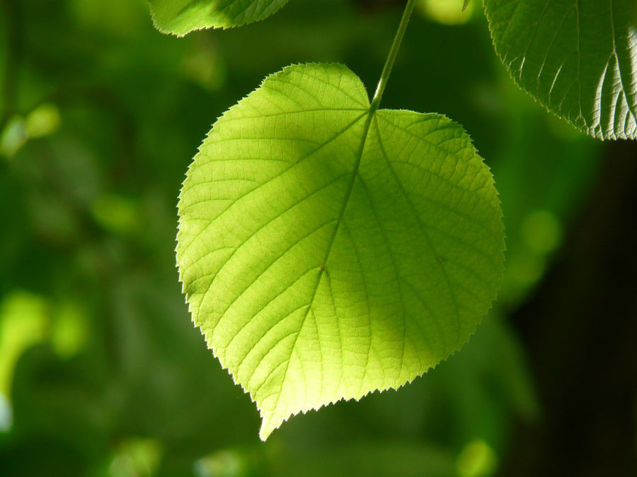 lvn-tiglioleaf-Hans-free