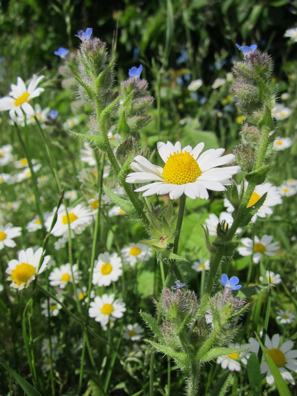 lvn-anthemis-arvensis-WikimediaImages-free