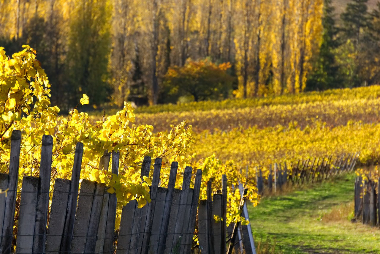 lvn-vineyards-3832737_1280-distelAPPArath-free