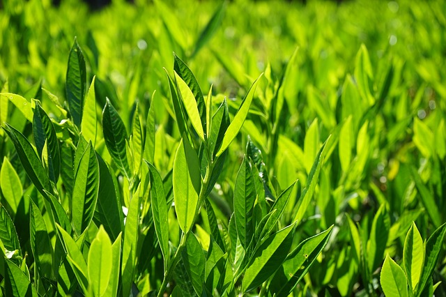 lvn-Prunus laurocerasus-lauro-laurel-cherry-Prunus-Hans-free
