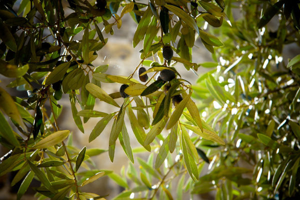 Olea europaea