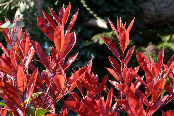 Photinia fraseri Red Robin