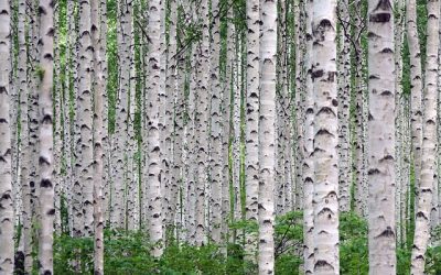 Tra gli alberi, con filosofia
