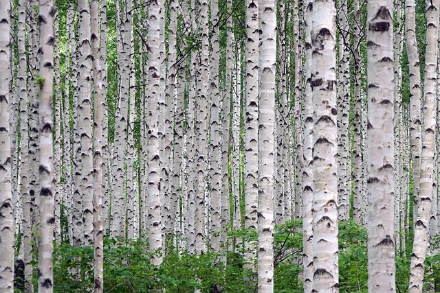 Tra gli alberi, con filosofia