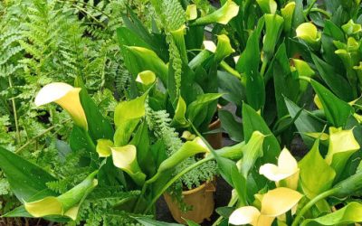 PROMO! E la chiamano Calla (Zantedeschia aethiopica)