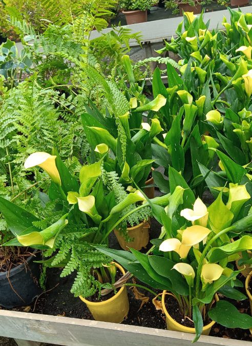 PROMO! E la chiamano Calla (Zantedeschia aethiopica)