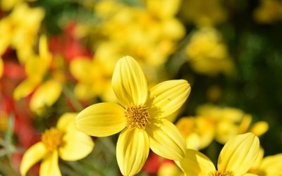 PROMO! Bidens ferulifolia: la joie de vivre è scontata