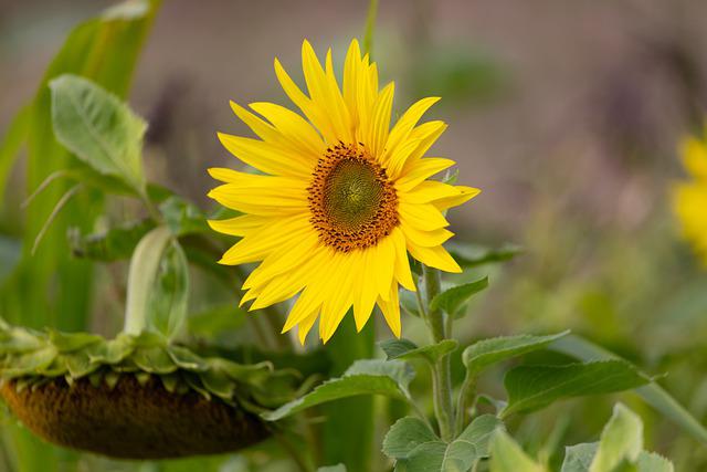 PROMO! Segui i Girasole (Helianthus annuus)