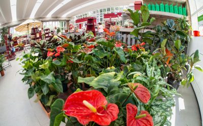 Un abbraccio di fiori per le Mamme