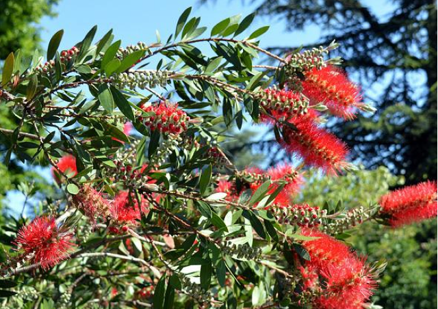 Ti presento Callistemon Laevis