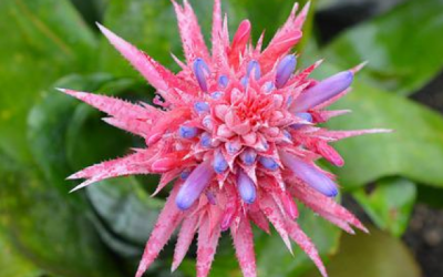 Ti presento Aechmea fasciata