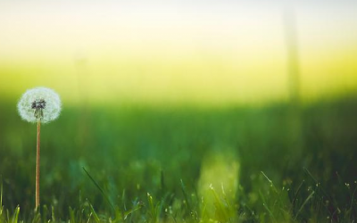 Prato: meglio seminare in autunno o in primavera?