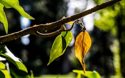NEWS! Coltivare l’innovazione verde