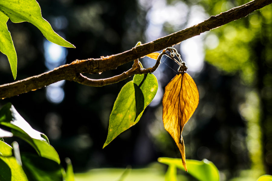 NEWS! Coltivare l’innovazione verde