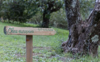 Gli alberi ‘azzurri’