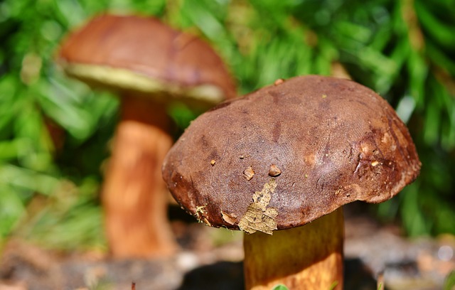 lvn-funghi-porcini-chestnut-bolete-Ralphs_Fotos
