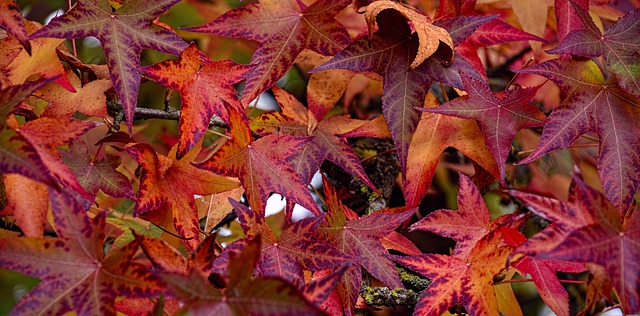 lvn-liquidambar-fall-free-DenisDoukhan