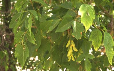 Ti presento l’Acero americano (Acer negundo)