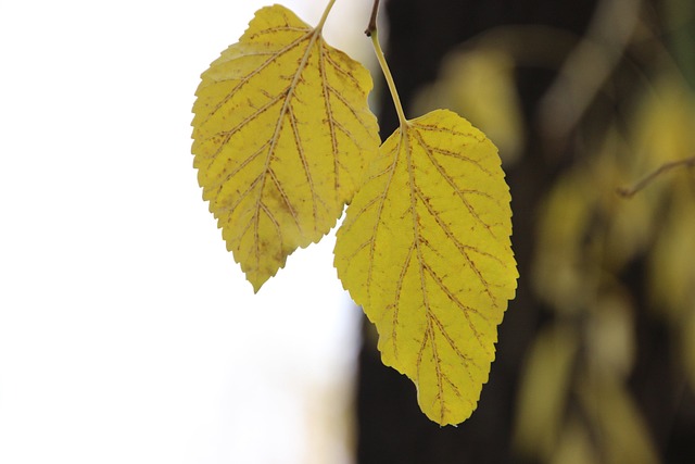 lvn-olmo-free-Lancier-elm-leaf-gef1d9cb2a_640