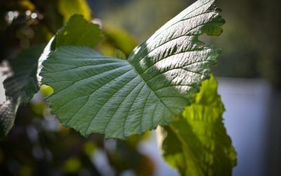 Ti presento l’Olmo (Ulmus campestris)