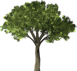 lvn-olmo-free-tree-gcb18349c8_640