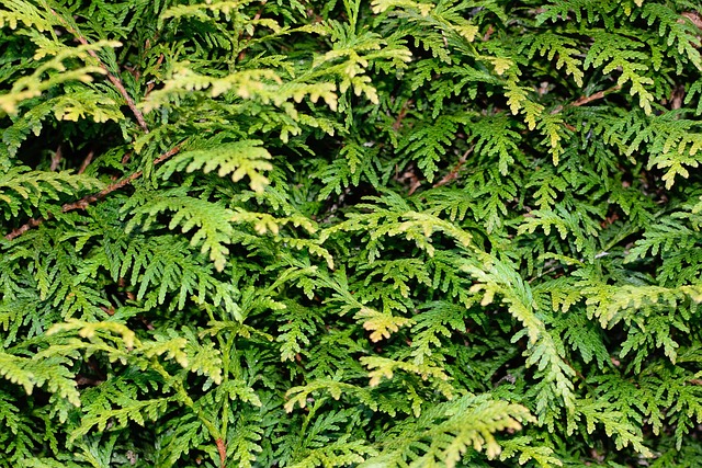 lvn-tuja-free-Antraniasbackground-g4768ec70e_640