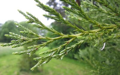 Ti presento la Thuja orientalis (e le altre)