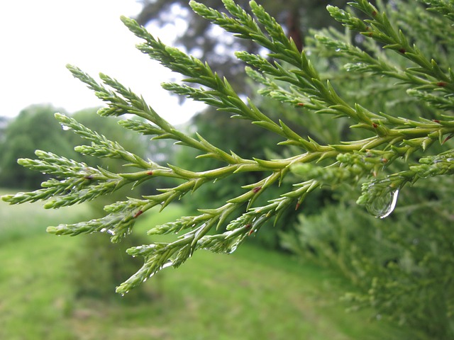 Ti presento la Thuja orientalis (e le altre)