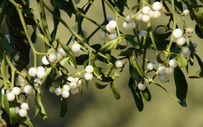 Un calendario verde per l’Anno Nuovo