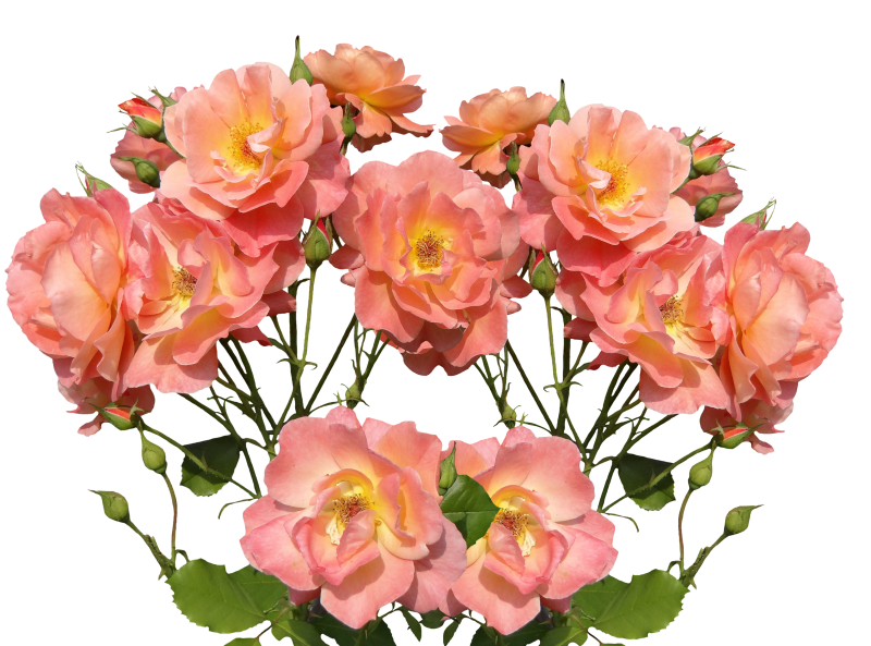 roses-2912615