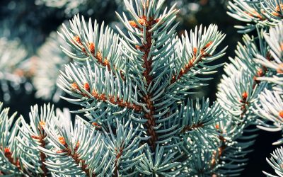 Abies alba |Abete bianco