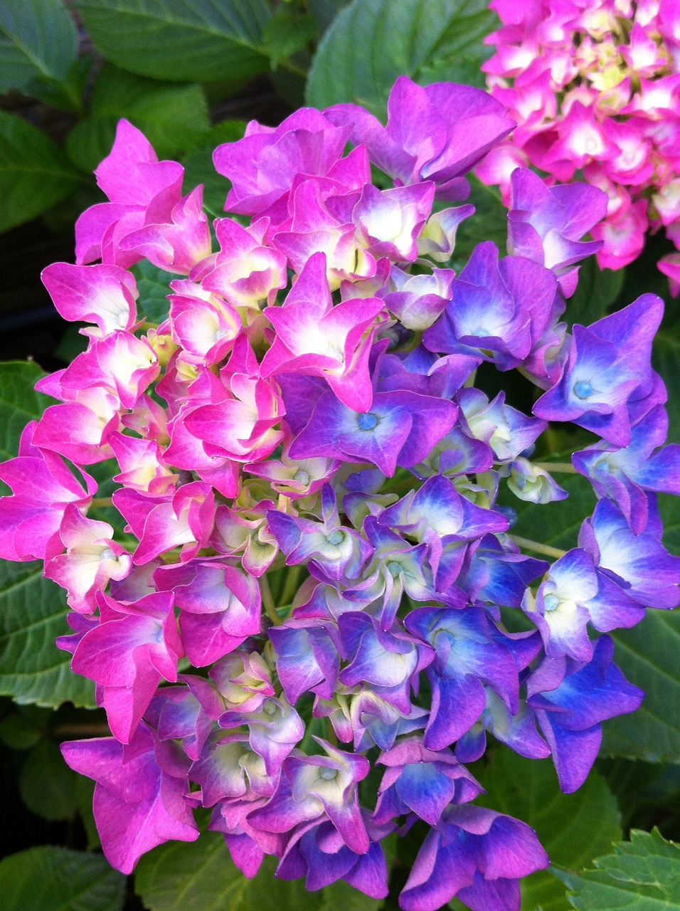lvn-hydrangea-free-weggelaar-247253_1280