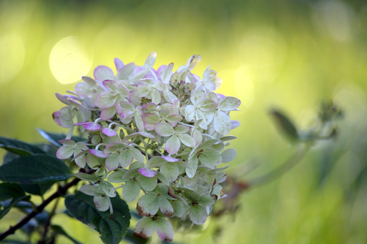 lvn-hydrangea-pan-free-flower-7472637_1280