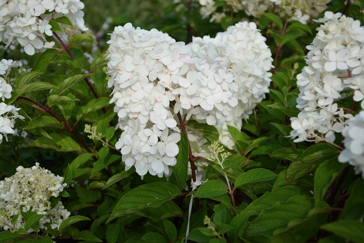 lvn-hydrangea-paniculata-free-JACLOU-DL-plant-2688082_1280