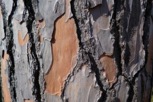 lvn-pinus-pinea-pine-free-KarinKaringa50e5564b_1280