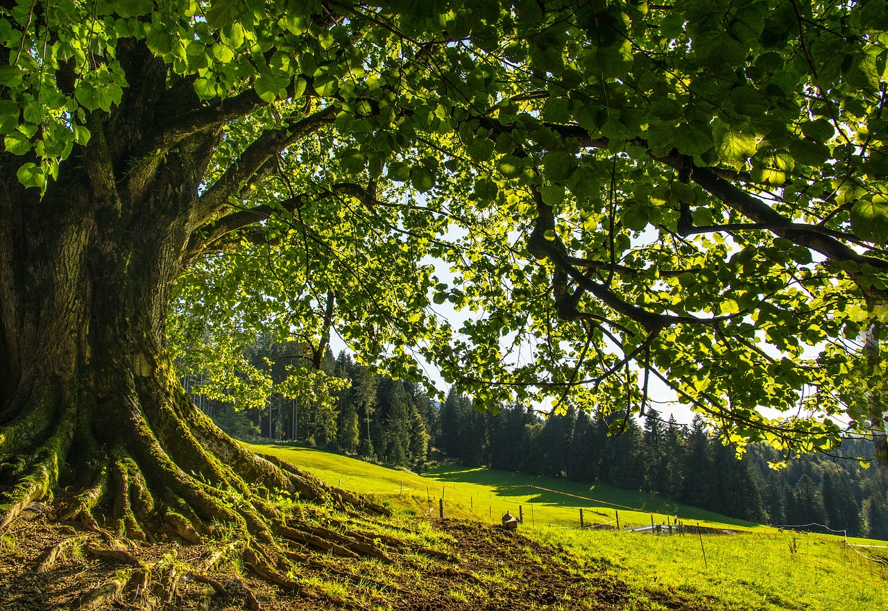 lvn-tiglio-tree-free-gb7275281c_1280
