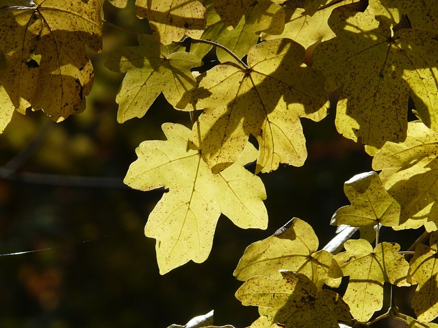 lvn-acero-campestre-free-field-maple-10554_640