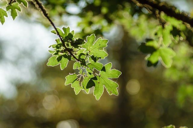 Ti presento Acer campestris (Acero campestre)