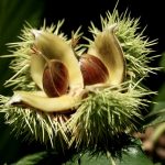 lvn-castagno-castagna-free-suju-foto-chestnut-g61e76abee_640