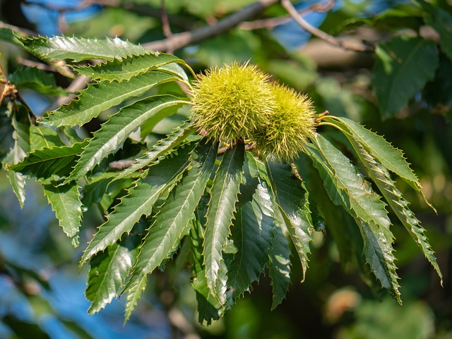 lvn-castagno-free-ChiemSeherin-tree-gde6840107_640